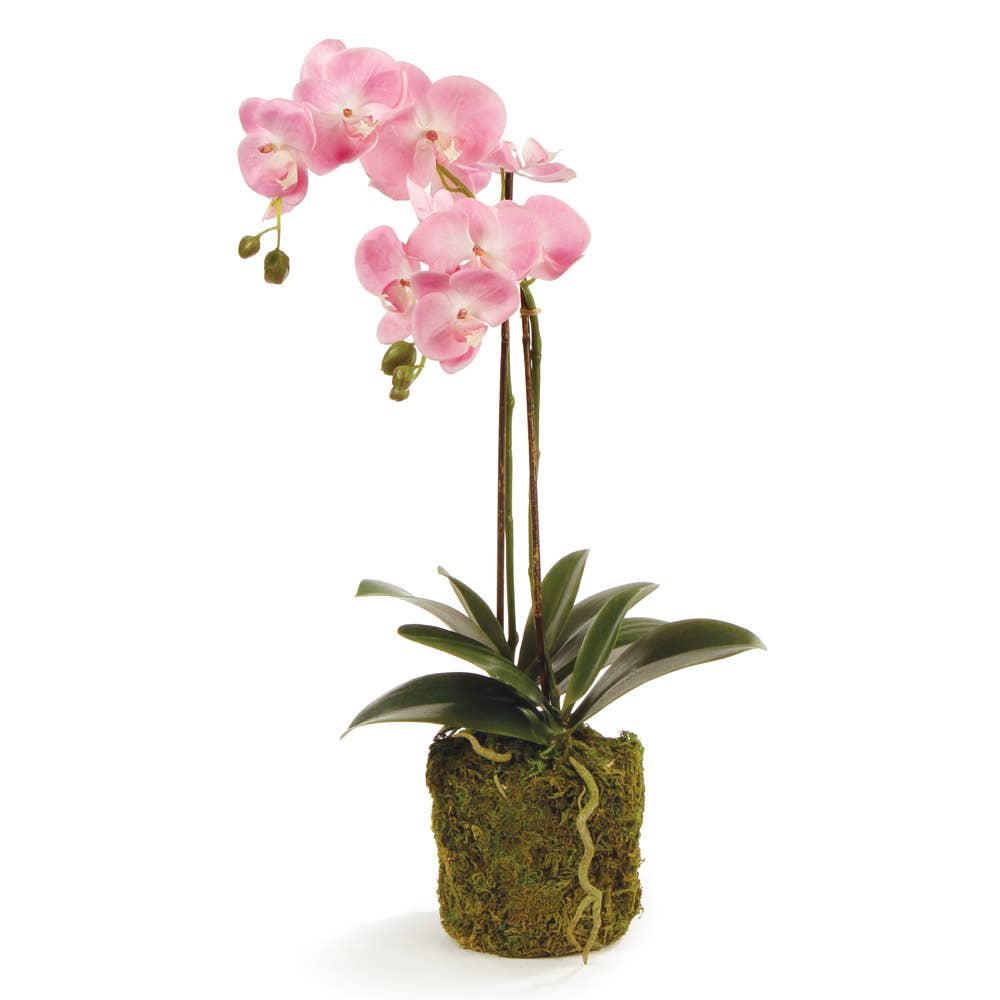 Phalaenopsis Orchid Drop In 23"