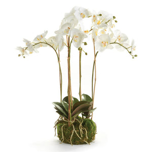 Phalaenopsis Orchid Bowl Drop-In 25"