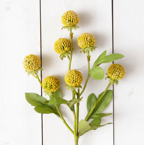 Branch - Billy Buttons Cluster (PK/4)