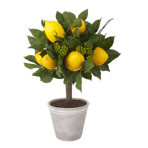potted lemon topiary